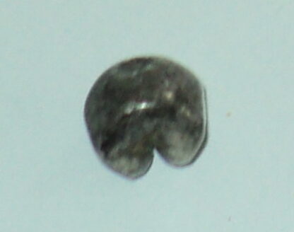 Kingdom of Siam/Thailand: 1 Baht Silver Bullet Money. - Image 4