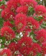 Pohutukawa 
NZ Christmas tree